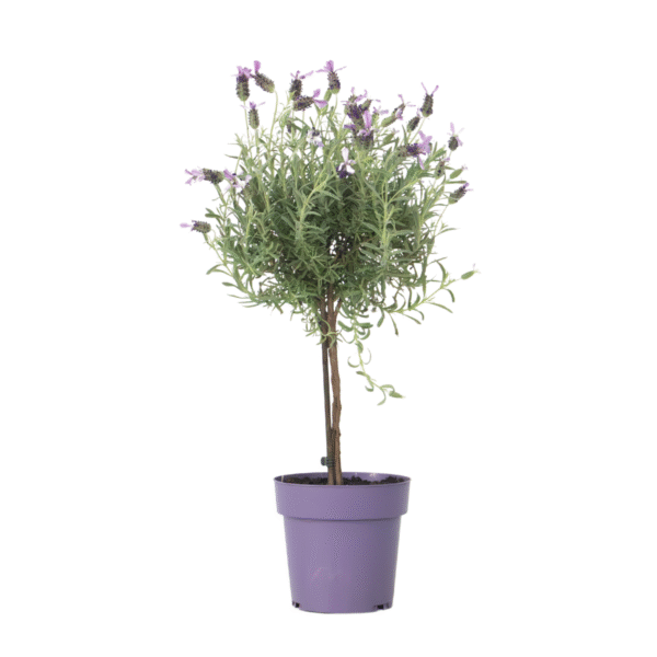 Lavendelboom - Lavandula stoechas'Anouk'- Hoogte 45-55cm -⌀15cm