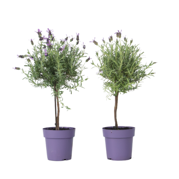 Lavendelboom - Set van 2 - Lavandula stoechas'Anouk'- Hoogte 45-55cm -⌀15cm