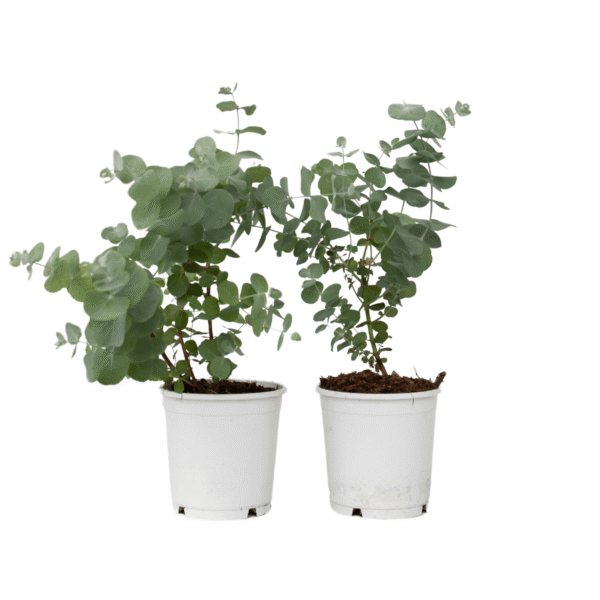 Gomboom - Set van 2 - Eucalyptus'Pulverulenta'- Hoogte 25-40cm -⌀13cm