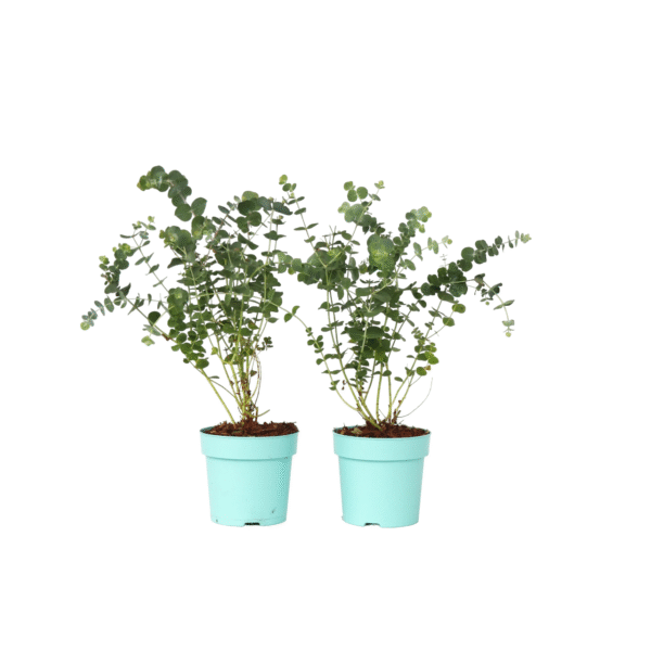 Gomboom - Set van 2 - Eucalyptus'Baby Blue'- Hoogte 35-45cm -⌀15cm