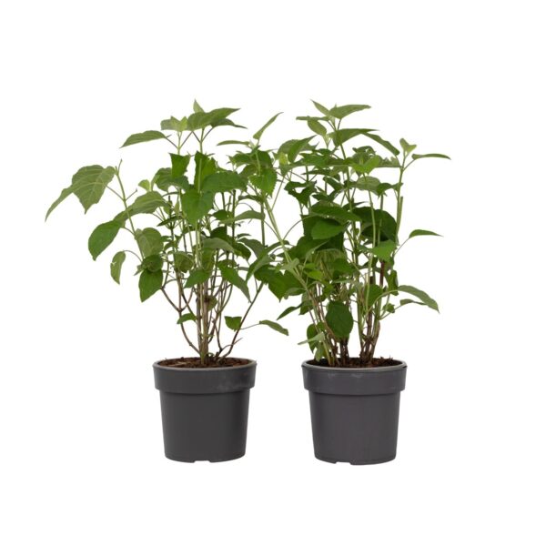 Bolhortensia - Set van 2 - Hydrangea'Strong Annabelle'- Hoogte 30-40cm -⌀19cm
