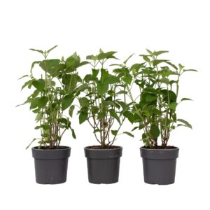 Bolhortensia - Set van 3 - Hydrangea'Strong Annabelle'- Hoogte 30-40cm -⌀19cm