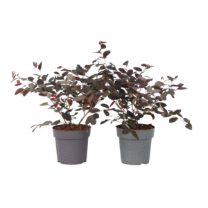Heksenstruik - Set van 2 - Loropetalum'Fire Dance'- Hoogte 30-40cm -⌀15cm