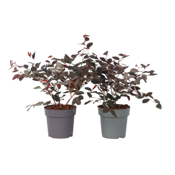 Heksenstruik - Set van 2 - Loropetalum'Fire Dance'- Hoogte 30-40cm -⌀15cm