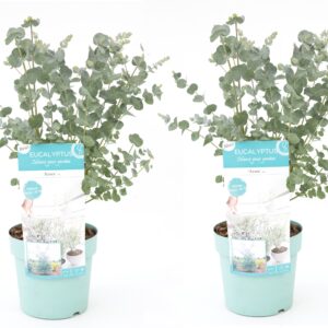 Gomboom - Set van 2 - Eucalyptus'Pulverulenta'- Hoogte 40-50cm -⌀17cm