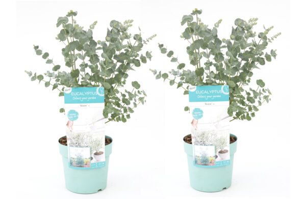Gomboom - Set van 2 - Eucalyptus'Pulverulenta'- Hoogte 40-50cm -⌀17cm