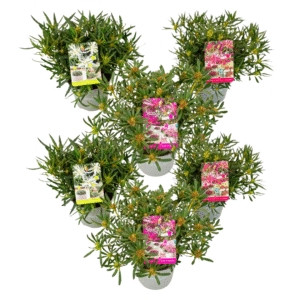 Ster Azalea - Set van 6 - Rhododendron'StarStyle'- Hoogte 25-35cm -⌀10,5cm