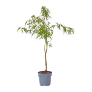 Japanse Esdoorn - Acer palmatum'Inaba-shidare'- Hoogte 30-40cm -⌀13cm