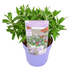 Vlinderstruik - Buddleja davidii'Candy'- Hoogte 30-40cm -⌀19cm