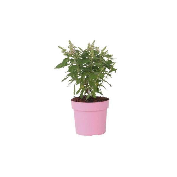 Vlinderstruik - Buddleja davidii'Candy'- Hoogte 30-40cm -⌀19cm