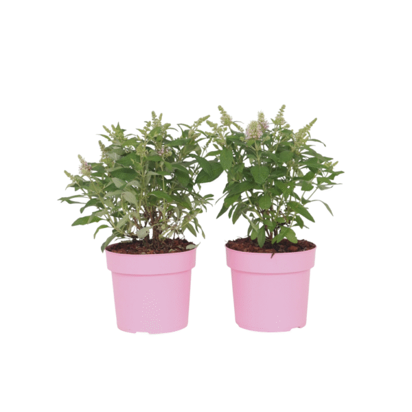 Vlinderstruik - Set van 2 - Buddleja davidii'Candy'- Hoogte 30-40cm -⌀19cm