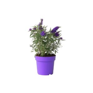 Vlinderstruik - Buddleja davidii'Candy'- Hoogte 30-40cm -⌀19cm