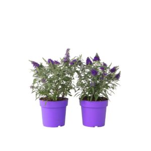 Vlinderstruik - Set van 2 - Buddleja davidii'Candy'- Hoogte 30-40cm -⌀19cm