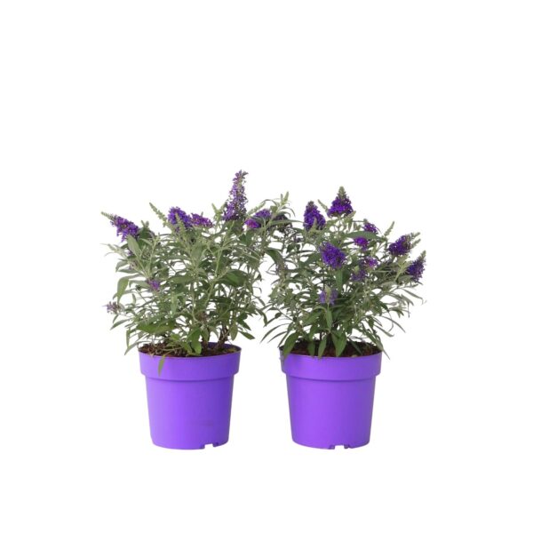 Vlinderstruik - Set van 2 - Buddleja davidii'Candy'- Hoogte 30-40cm -⌀19cm