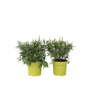 Vlinderstruik - Set van 2 - Buddleja davidii'Candy'- Hoogte 30-40cm -⌀19cm