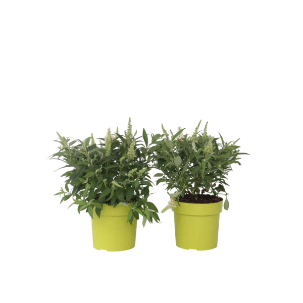 Vlinderstruik - Set van 2 - Buddleja davidii'Candy'- Hoogte 30-40cm -⌀19cm