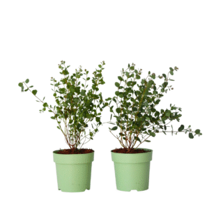 Eucalyptusplant - Set van 2 - Eucalyptus Botanic Hearts - Hoogte 35-45cm -⌀15cm