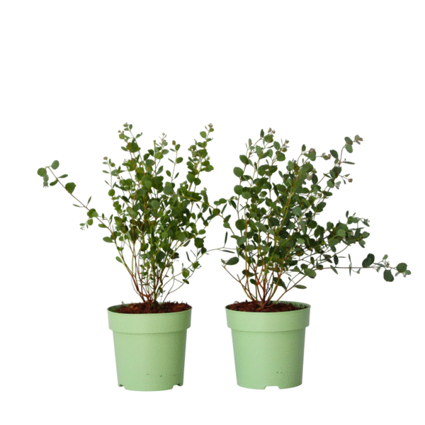 Eucalyptusplant - Set van 2 - Eucalyptus Botanic Hearts - Hoogte 35-45cm -⌀15cm