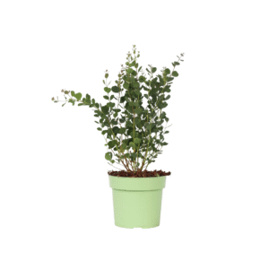Eucalyptusplant - Eucalyptus'Botanic Hearts'- Hoogte 40-50cm -⌀15cm