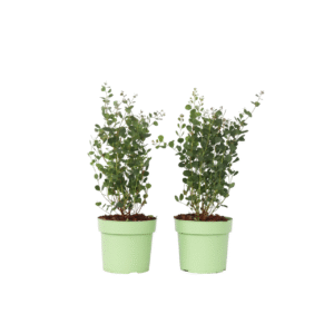 Eucalyptusplant - Set van 2 - Eucalyptus Botanic Hearts - Hoogte 40-50cm -⌀15cm