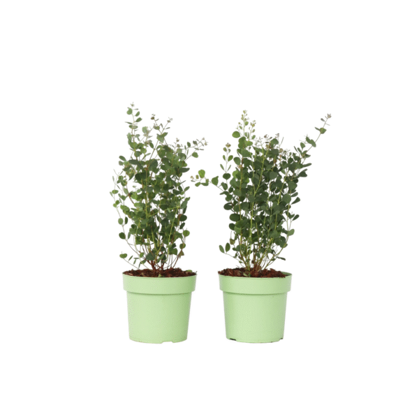 Eucalyptusplant - Set van 2 - Eucalyptus Botanic Hearts - Hoogte 40-50cm -⌀15cm
