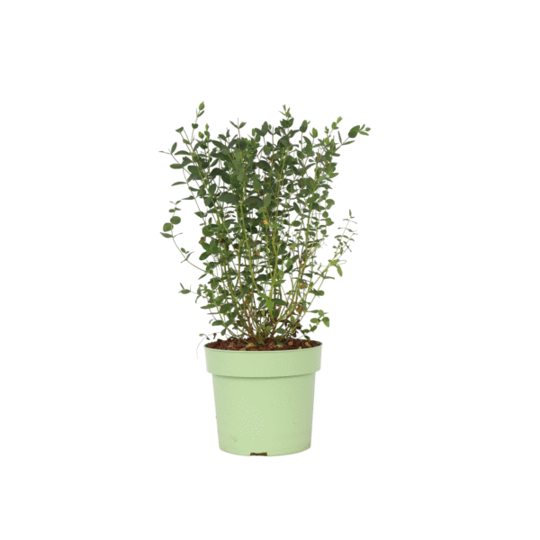 Eucalyptusstruik - Eucalyptus parvifolia'Oliva'- Hoogte 40-50cm -⌀19cm
