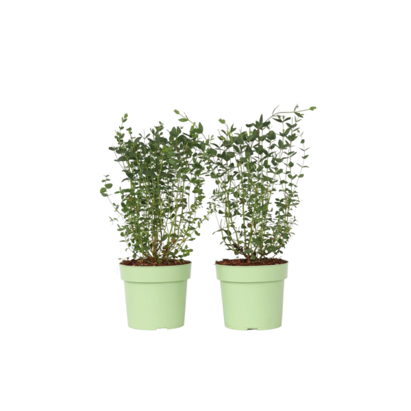 Eucalyptusstruik - Set van 2 - Eucalyptus'Oliva'- Hoogte 40-50cm -⌀19cm