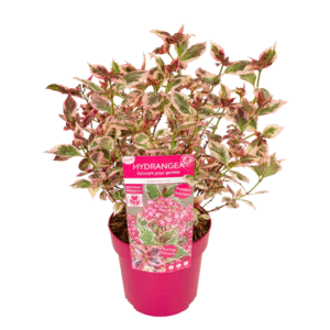 Hortensia - Hydrangea serrata'Euphorbia Pink'- Hoogte 40-50cm -⌀19cm