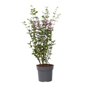 Dwergsering - Syringa'Bloomerang'- Hoogte 55-65cm -⌀19cm