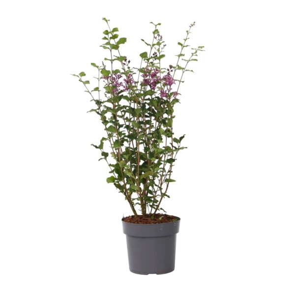 Dwergsering - Syringa'Bloomerang'- Hoogte 55-65cm -⌀19cm