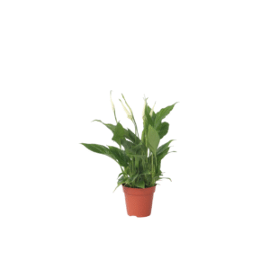 Lepelplant - Spathiphyllum'Torelli'- Hoogte 30-45cm -⌀12cm