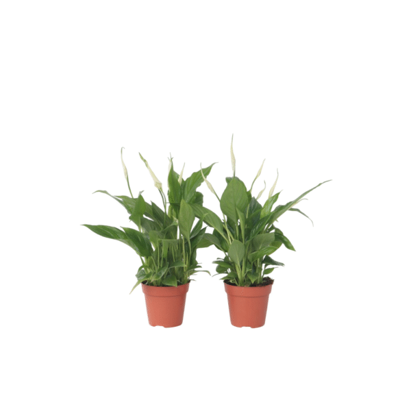 Lepelplant - Set van 2 - Spathiphyllum'Torelli'- Hoogte 30-45cm -⌀12cm