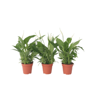 Lepelplant - Set van 3 - Spathiphyllum'Torelli'- Hoogte 30-45cm -⌀12cm