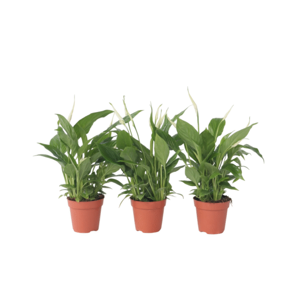 Lepelplant - Set van 3 - Spathiphyllum'Torelli'- Hoogte 30-45cm -⌀12cm