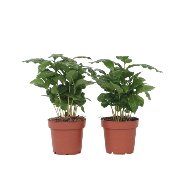 Koffieplant - Set van 4 - Coffea arabica - Hoogte 25-40cm -⌀12cm