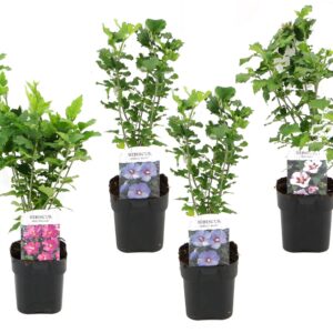 Altheastruiken - Set van 6 - Hibiscus syriacus - Hoogte 25-40cm -⌀17cm