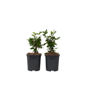 Altheastruik - Set van 2 - Hibiscus'Oiseau Blue'- Hoogte 25-40cm -⌀17cm