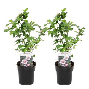 Altheastruik - Set van 2 - Hibiscus syriacus'Hamabo'- Hoogte 25-40cm -⌀17cm