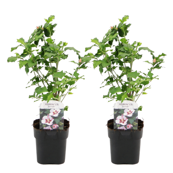 Altheastruik - Set van 2 - Hibiscus syriacus'Hamabo'- Hoogte 25-40cm -⌀17cm