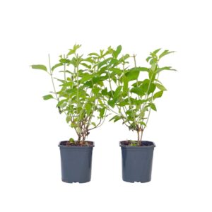 Pluimhortensia - Set van 2 - Hydrangea'Grandiflora'- Hoogte 30-40cm -⌀17cm