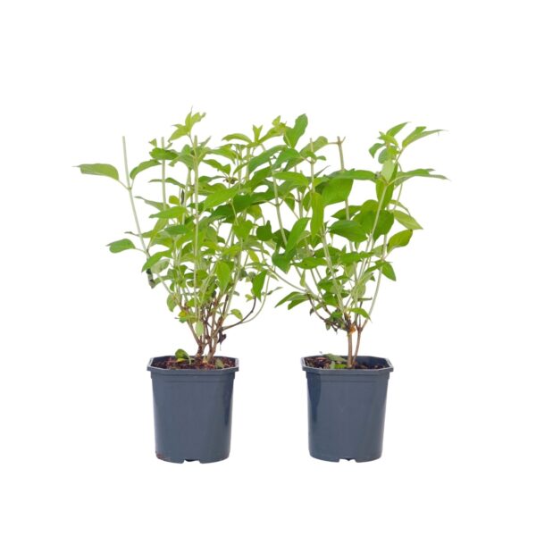 Pluimhortensia - Set van 2 - Hydrangea'Grandiflora'- Hoogte 30-40cm -⌀17cm