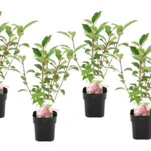 Hortensia - Set van 4 - Hydrangea'Pink Diamond'- Hoogte 30-40cm -⌀17cm