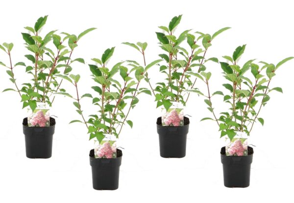 Hortensia - Set van 4 - Hydrangea'Pink Diamond'- Hoogte 30-40cm -⌀17cm
