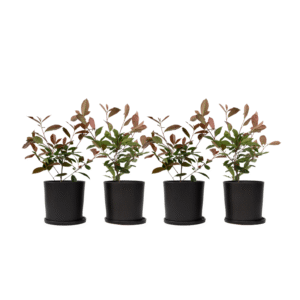 Glansmispel - Set van 4 - Photinia fraseri'Red Robin'- Hoogte 30-40cm -⌀17cm