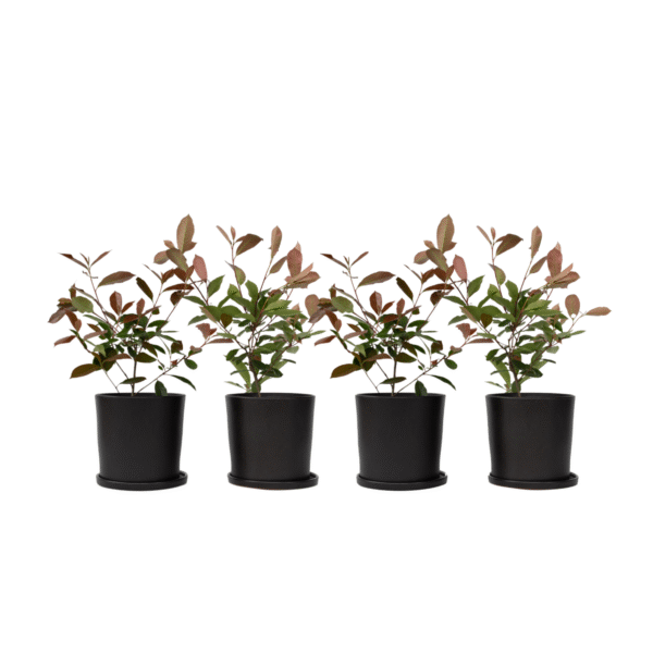 Glansmispel - Set van 4 - Photinia fraseri'Red Robin'- Hoogte 30-40cm -⌀17cm