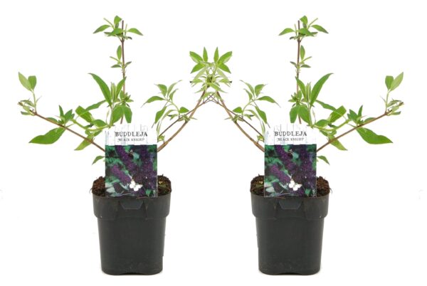 Vlinderstruik - Set van 2 - Buddleja'Black Knight'- Hoogte 30-40cm -⌀17cm