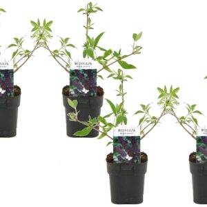 Vlinderstruik - Set van 4 - Buddleja'Black Knight'- Hoogte 30-40cm -⌀17cm