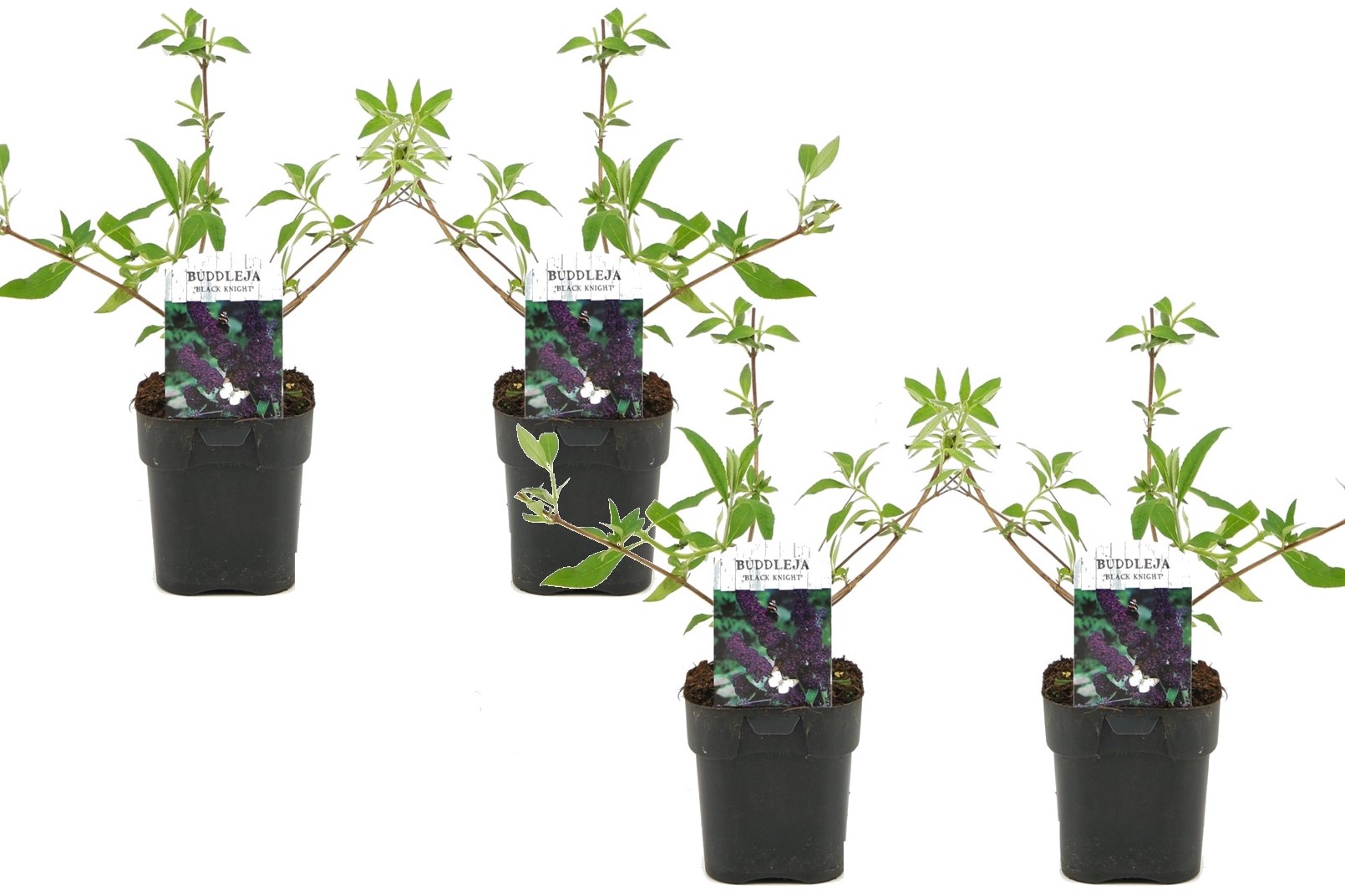 Vlinderstruik - Set van 4 - Buddleja'Black Knight'- Hoogte 30-40cm -⌀17cm 1 Vlinderstruik - Set van 4 - Buddleja'Black Knight'- Hoogte 30-40cm -⌀17cm
