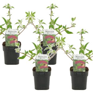 Vlinderstruik - Set van 4 - Buddleja'Royal Red'- Hoogte 30-40cm -⌀17cm