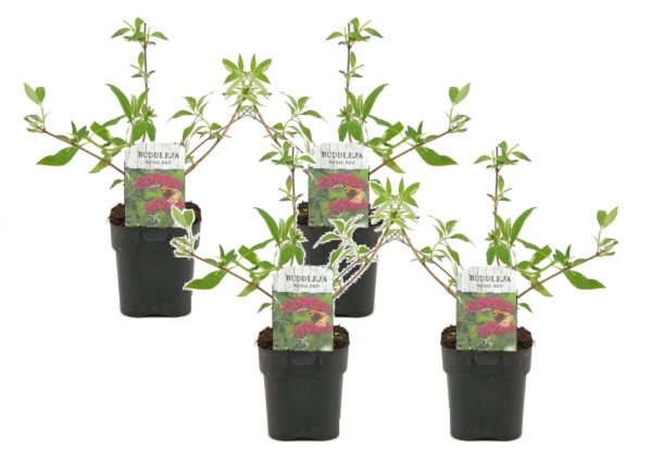 Vlinderstruik - Set van 4 - Buddleja'Royal Red'- Hoogte 30-40cm -⌀17cm